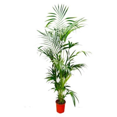 Howea forsteriana – Kentia palm - 200