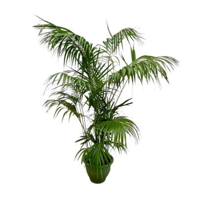 Howea forsteriana – Kentia palm XXL