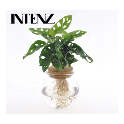 Monstera adansonii - Monkey Leaf - 25 cm - in bolglas + Klikkurk