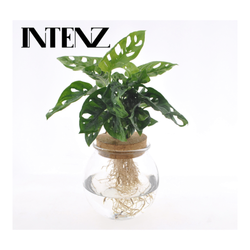 Monstera adansonii - Monkey Leaf - 25 cm - in bolglas + Klikkurk