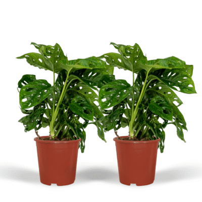 Monstera adansonii - Monkey Leaf - 30 cm - 2 stuks