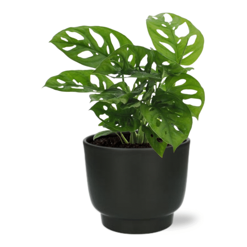 Monstera adansonii - Monkey Leaf - 30 cm + Potenza pot zwart