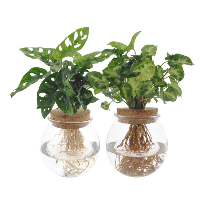 Monstera adansonii + Syngonium green - 12-30 cm - 2 stuks - in bolglas duo