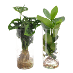 Monstera deliciosa + Clusia - 25-40 cm - 2 stuks - in cylinder glas duo