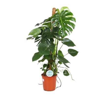 Monstera deliciosa – Gatenplant - 105