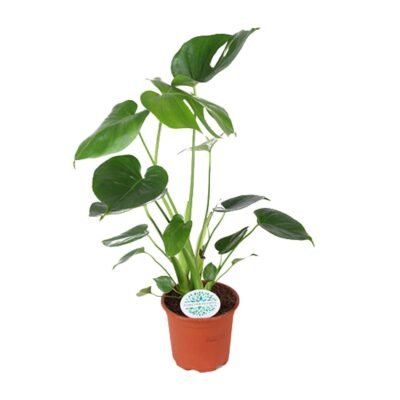 Monstera deliciosa – Gatenplant - 45