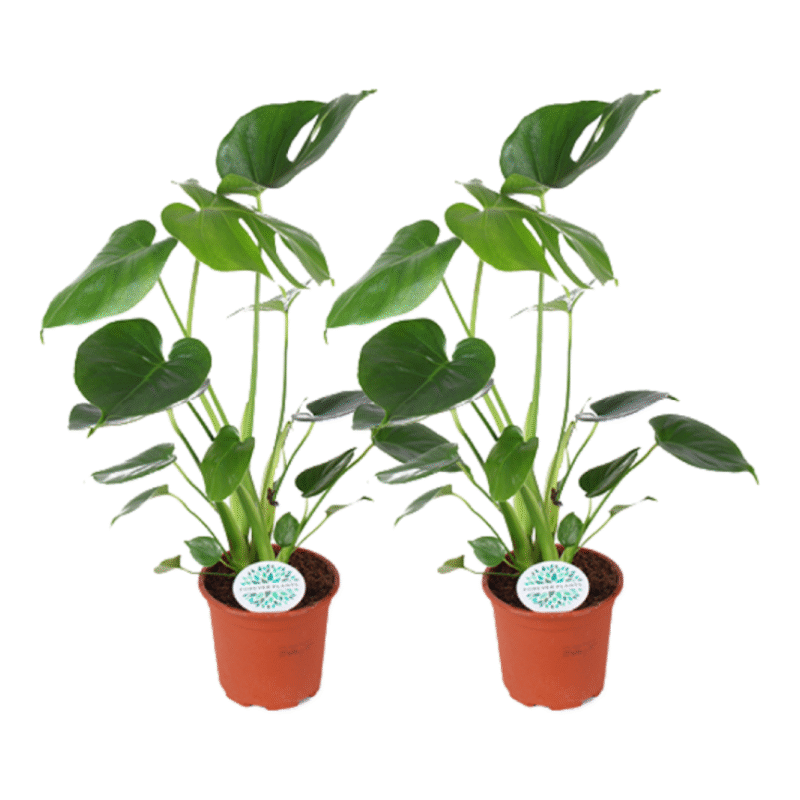 Monstera deliciosa - Gatenplant - 45 cm - 2 stuks