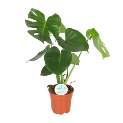 Monstera deliciosa – Gatenplant - 55