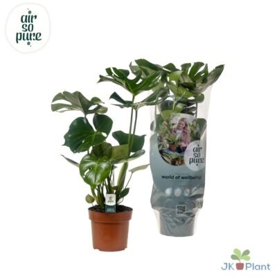 Monstera deliciosa – Gatenplant - 55