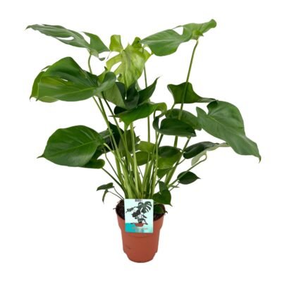 Monstera deliciosa – Gatenplant - 60