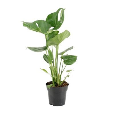 Monstera deliciosa – Gatenplant - 60