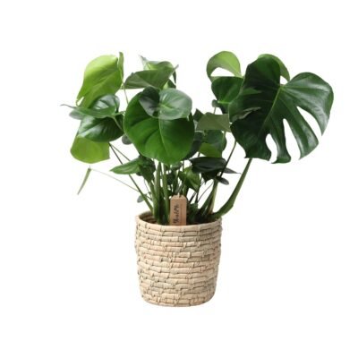 Monstera deliciosa - Gatenplant - 60 cm - in basket Palmleaf
