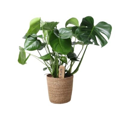 Monstera deliciosa - Gatenplant - 60 cm - in natural basket
