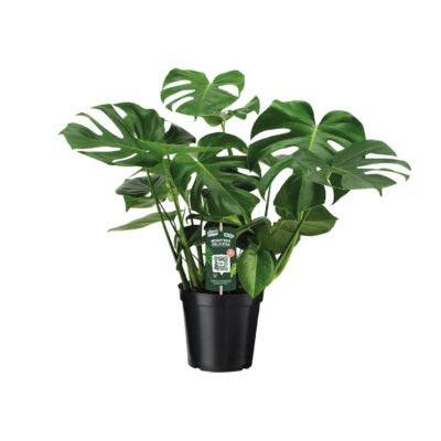 Monstera deliciosa – Gatenplant - 65