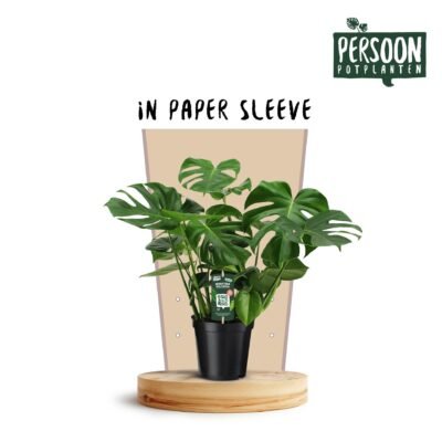 Monstera deliciosa – Gatenplant - 75