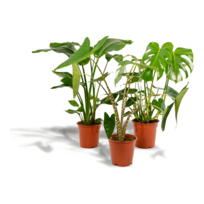 Jungle trio: Monstera, Alocasia Zebrina & Strelitzia (75–85 cm)