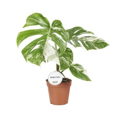 Monstera deliciosa ‘Variegata’ – Bonte gatenplant - 45