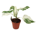 Monstera deliciosa ‘Variegata Super White’ – Bonte gatenplant Super White