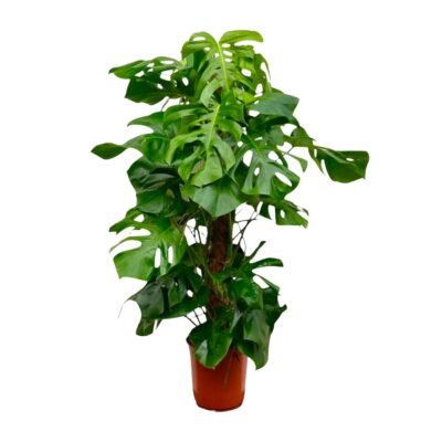 Monstera deliciosa – Gatenplant XXL