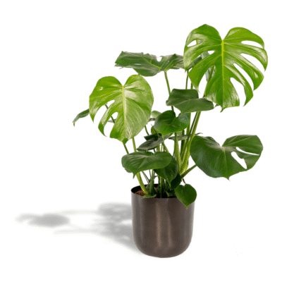Monstera deliciosa - Gatenplant - 80 cm + Pot Mayk Lead