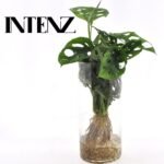 Monstera deliciosa - Gatenplant - 25 cm - in cylinder glas