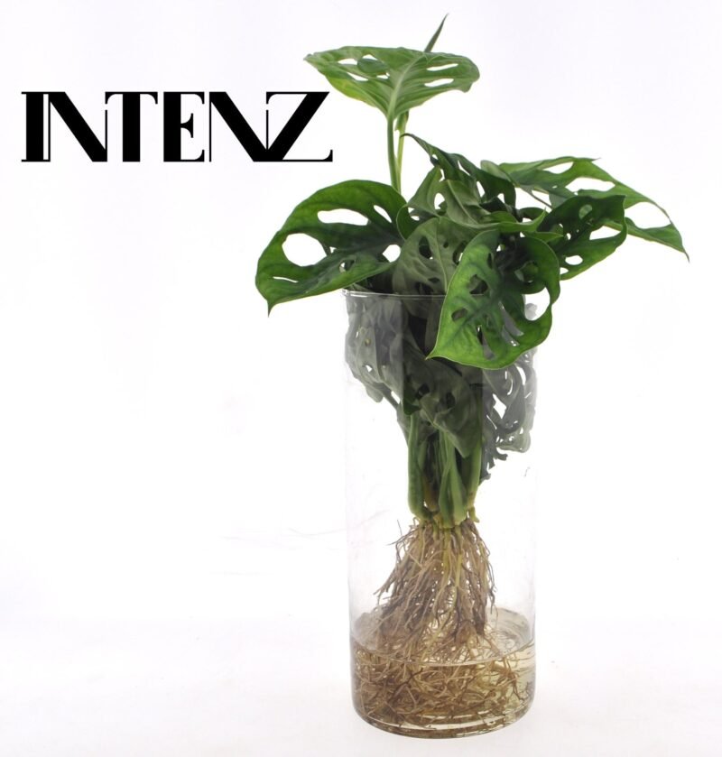 Monstera deliciosa - Gatenplant - 25 cm - in cylinder glas