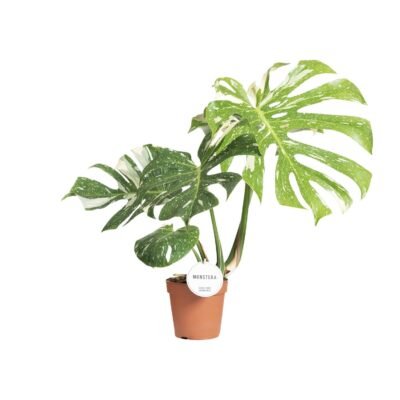 Monstera deliciosa ‘Thai Constellation’ – Bonte Monstera Thai Constellation - 45