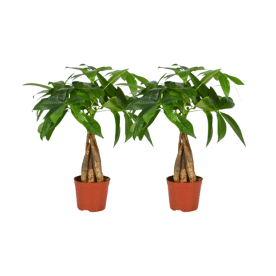 Pachira aquatica - Geldboom gevlochten stam - 35 cm - 2 stuks