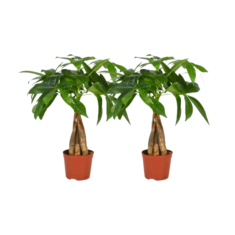 Pachira aquatica - Geldboom gevlochten stam - 35 cm - 2 stuks