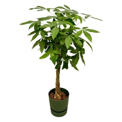 Pachira aquatica – Geldboom in Elho Greenville Pot - 160 / Groen