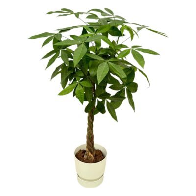 Pachira aquatica – Geldboom in Elho Greenville Pot - 160 / Wit