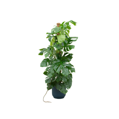 Pachira aquatica – Geldboom in Elho Vibes Fold Pot - 30 / Blauw