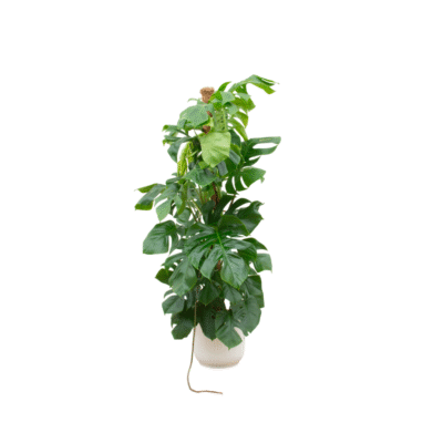 Pachira aquatica – Geldboom in Elho Vibes Fold Pot - 30 / Wit