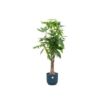 Pachira aquatica – Geldboom in Elho Vibes Fold Pot - 150 / Blauw