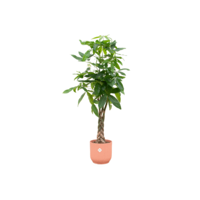 Pachira aquatica – Geldboom in Elho Vibes Fold Pot - 150 / roze