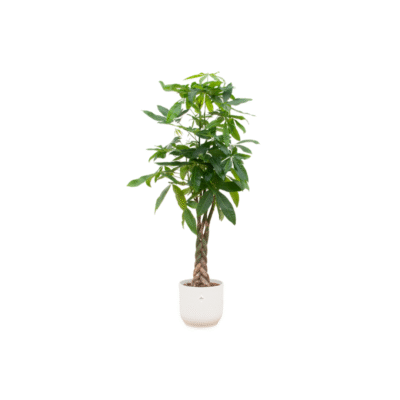 Pachira aquatica – Geldboom in Elho Vibes Fold Pot - 150 / Wit
