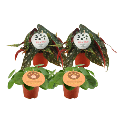 Pilea peperomioides + Begonia maculata - 20 cm - 4 stuks