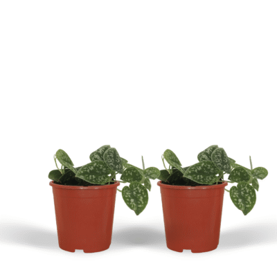 Scindapsus pictus - Satijnplant - 15 cm - 2 stuks