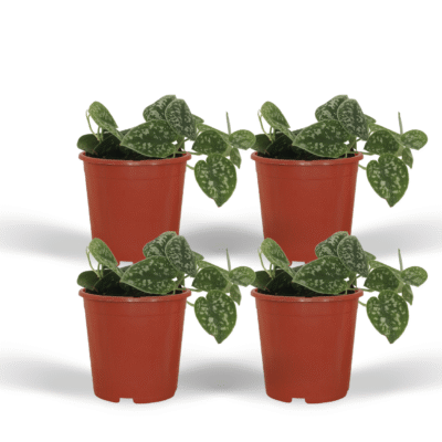 Scindapsus pictus - Satijnplant - 15 cm - 4 stuks