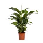 Spathiphyllum ‘Bellini’ – Lepelplant Bellini