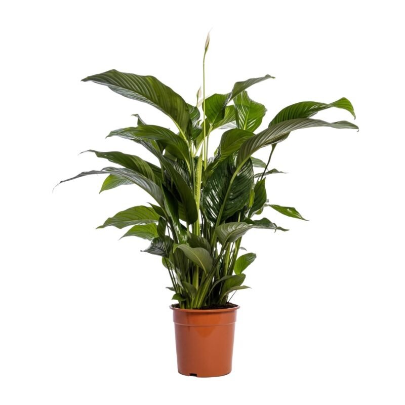 Spathiphyllum ‘Bellini’ – Lepelplant Bellini