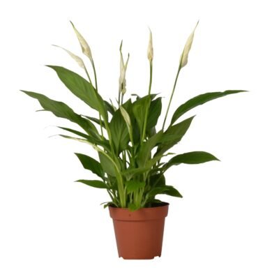 Spathiphyllum ‘Bingo Cupido’ – Lepelplant Bingo Cupido - 45
