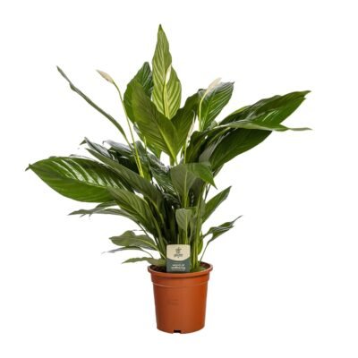 Spathiphyllum ‘Bingo Cupido’ – Lepelplant Bingo Cupido - 80