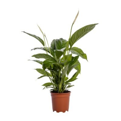 Spathiphyllum ‘Bingo Cupido’ – Lepelplant Bingo Cupido - 85