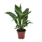 Spathiphyllum ‘Diamond’ – Lepelplant Diamond