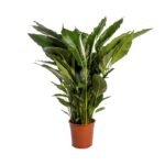 Spathiphyllum ‘Sweet Sebastiano’ – Lepelplant Sweet Sebastiano