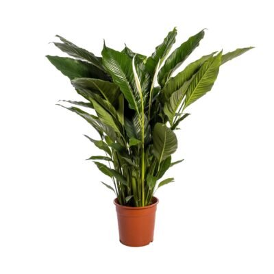 Spathiphyllum ‘Sweet Sebastiano’ – Lepelplant Sweet Sebastiano