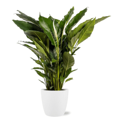 Spathiphyllum ‘Sweet Sebastiano’ - Lepelplant Sweet Sebastiano - 110 cm + Pot Brussels wit
