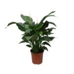 Spathiphyllum ‘Sweet Silvana’ – Lepelplant Sweet Silvana