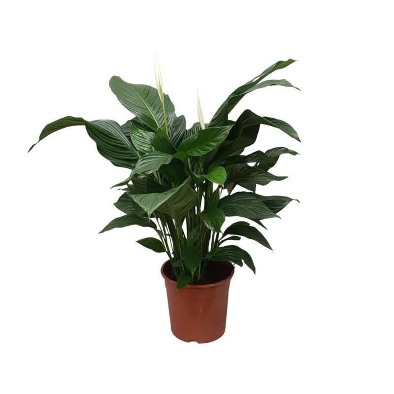 Spathiphyllum ‘Sweet Silvana’ – Lepelplant Sweet Silvana